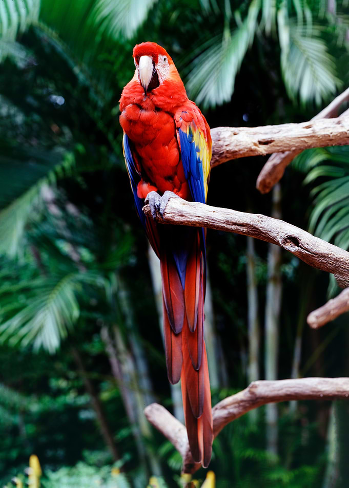 Parrot Jungle