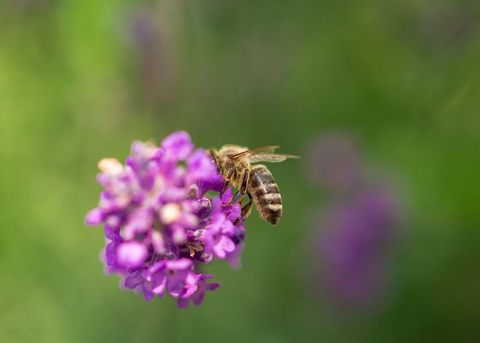 Bee Butt