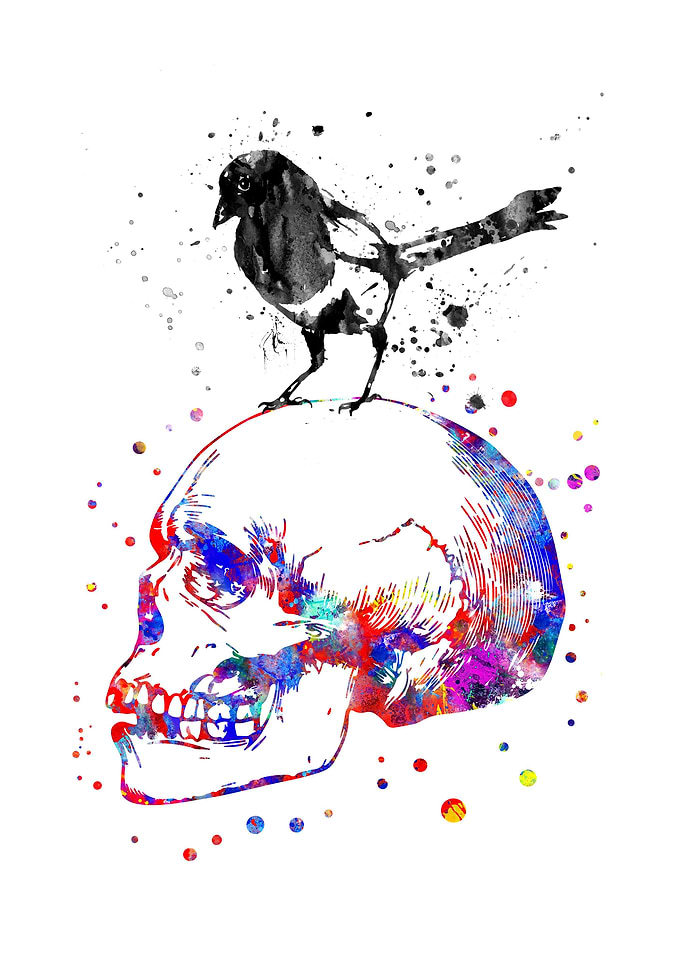 Magpie on a skull