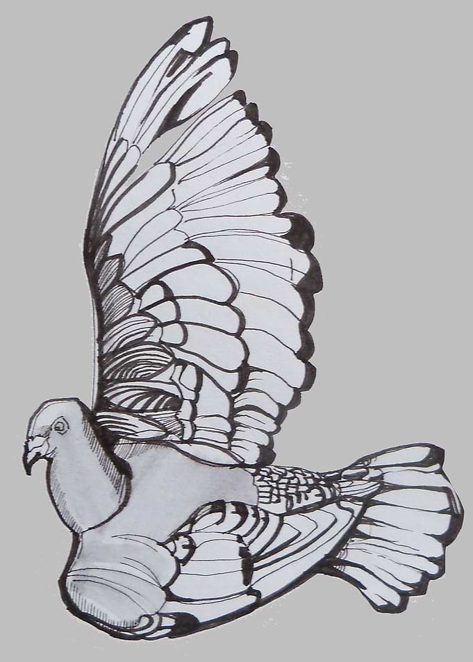 Pigeon line art