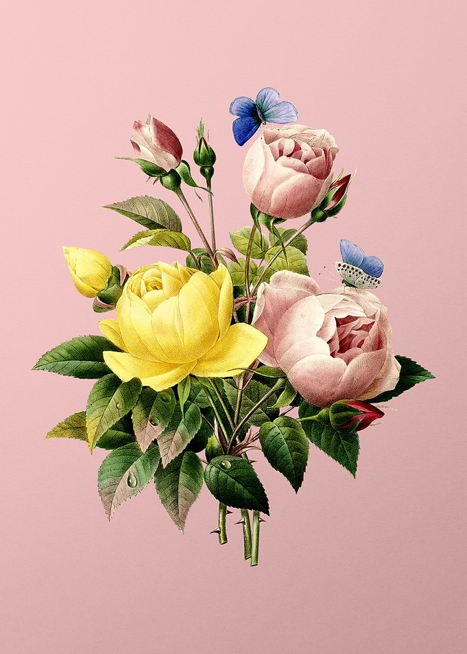 Variety of Roses on Pink