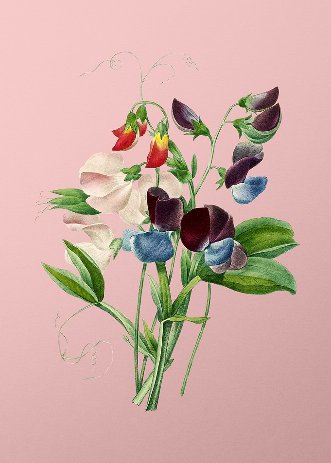 Sweet Pea on Pink