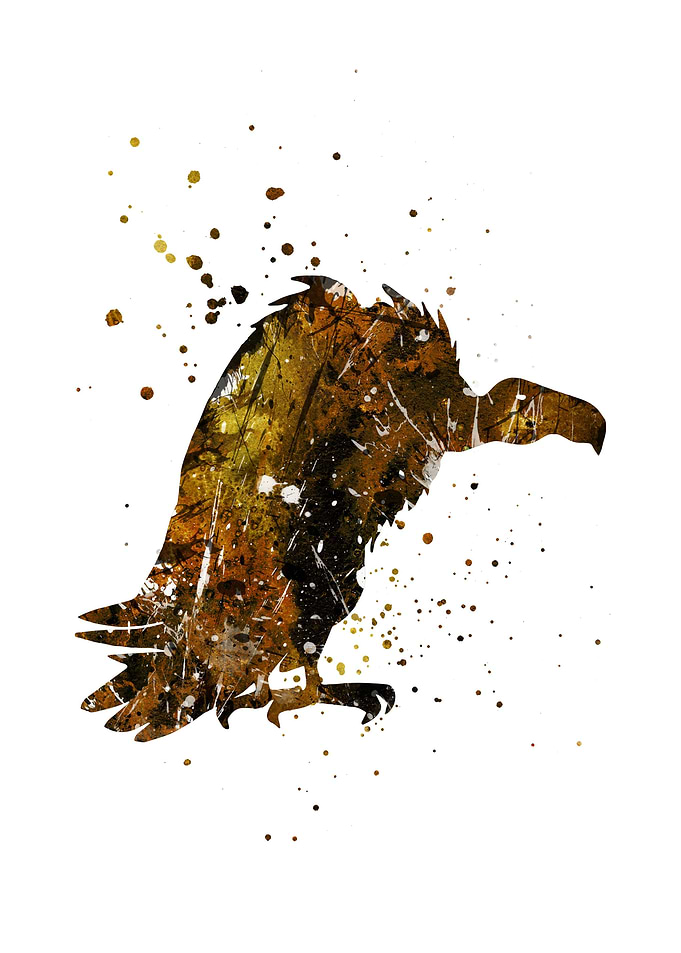 Griffon vulture