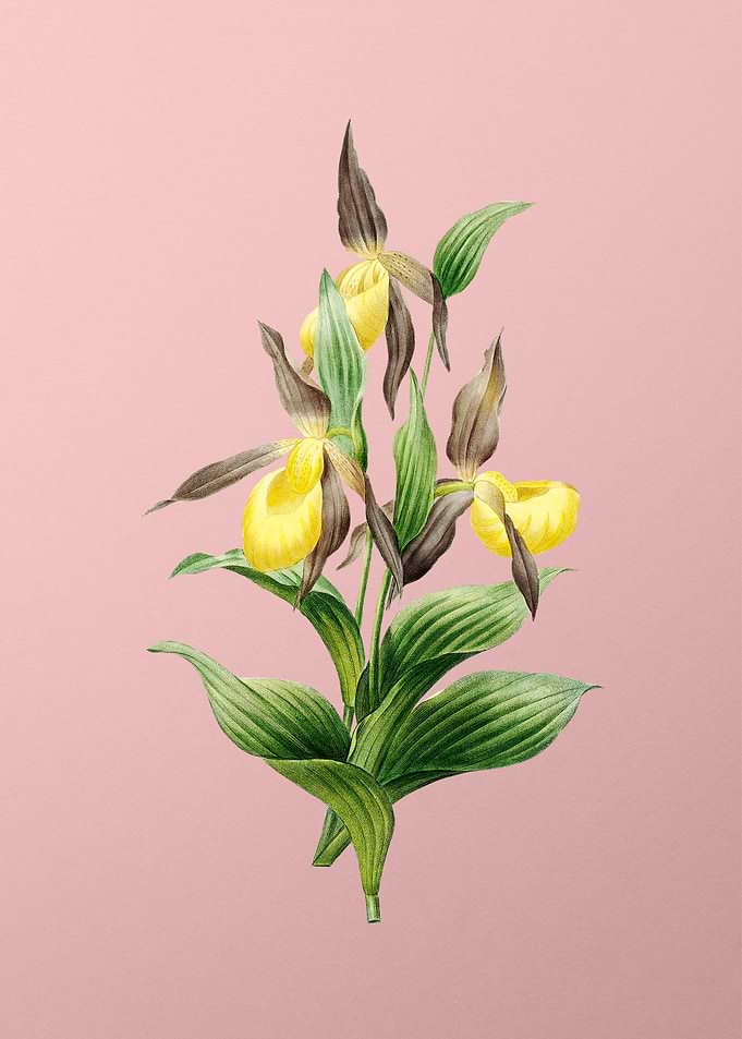 Sabot des Alpes on Pink