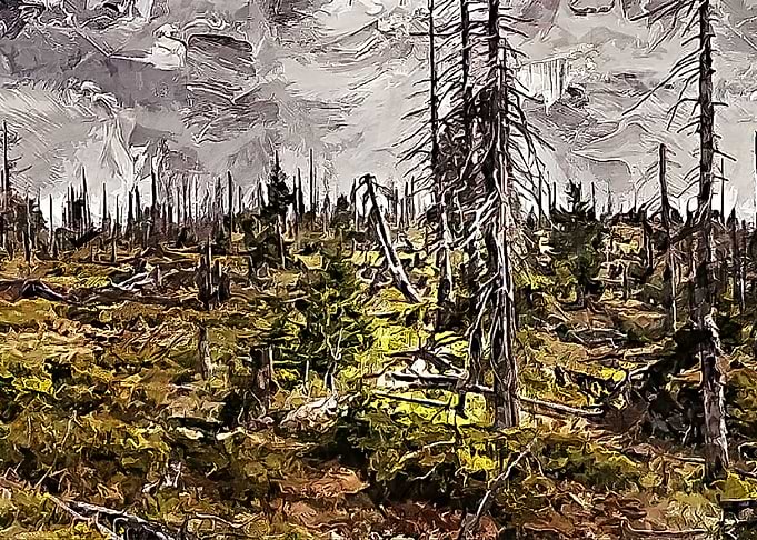 Barrent Forest