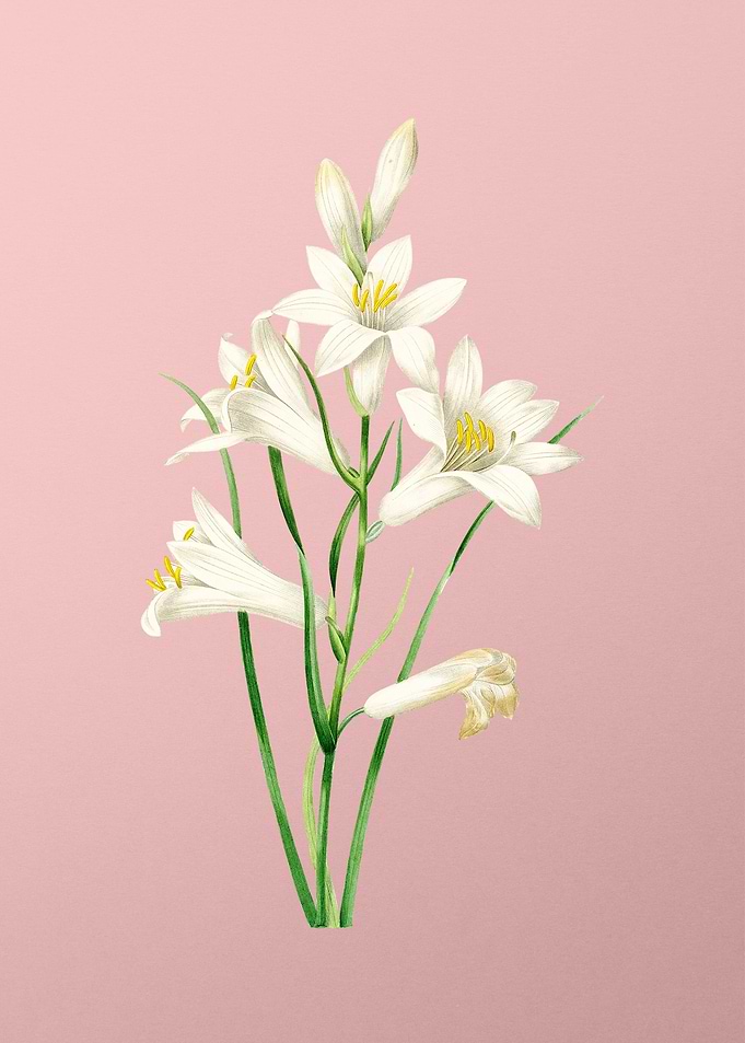 St Brunos Lily on Pink