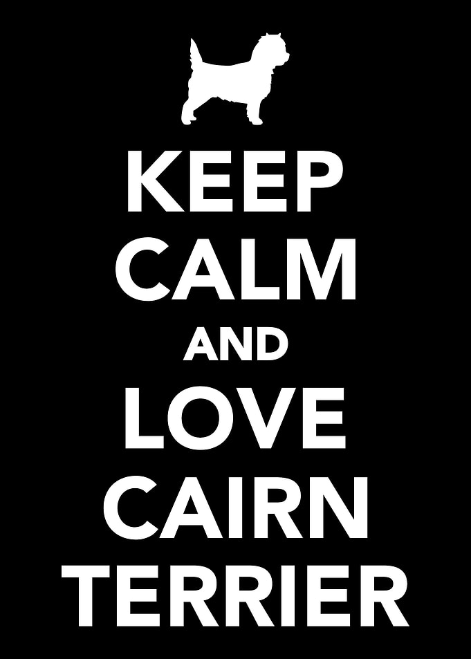 Cairn Terrier