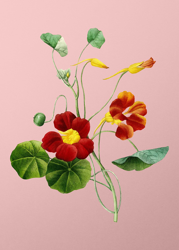Monks Cress on Pink