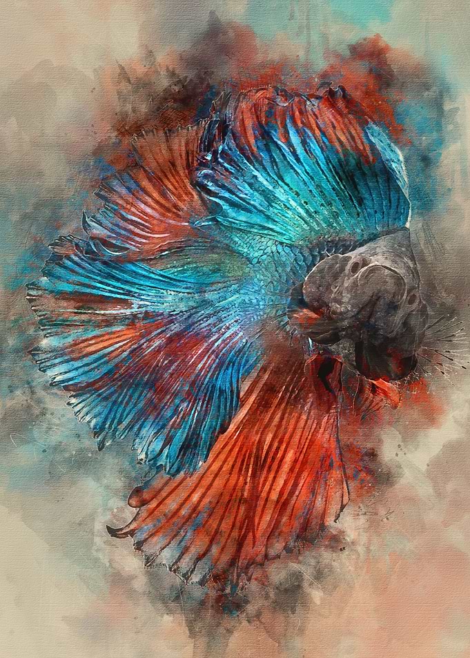 Angry Betta Fish