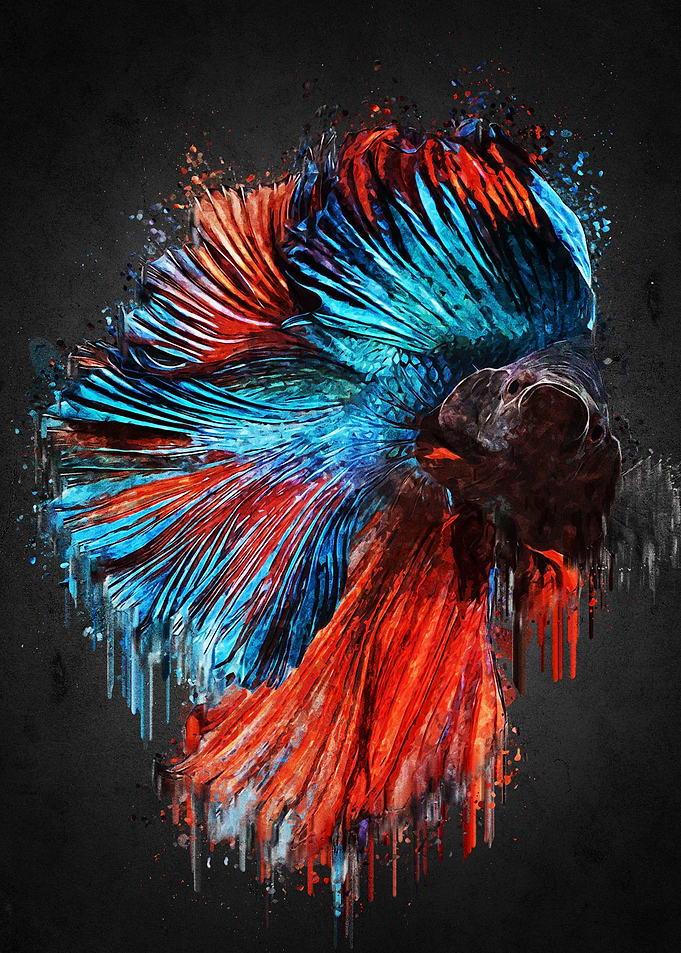 Betta on Acrylic