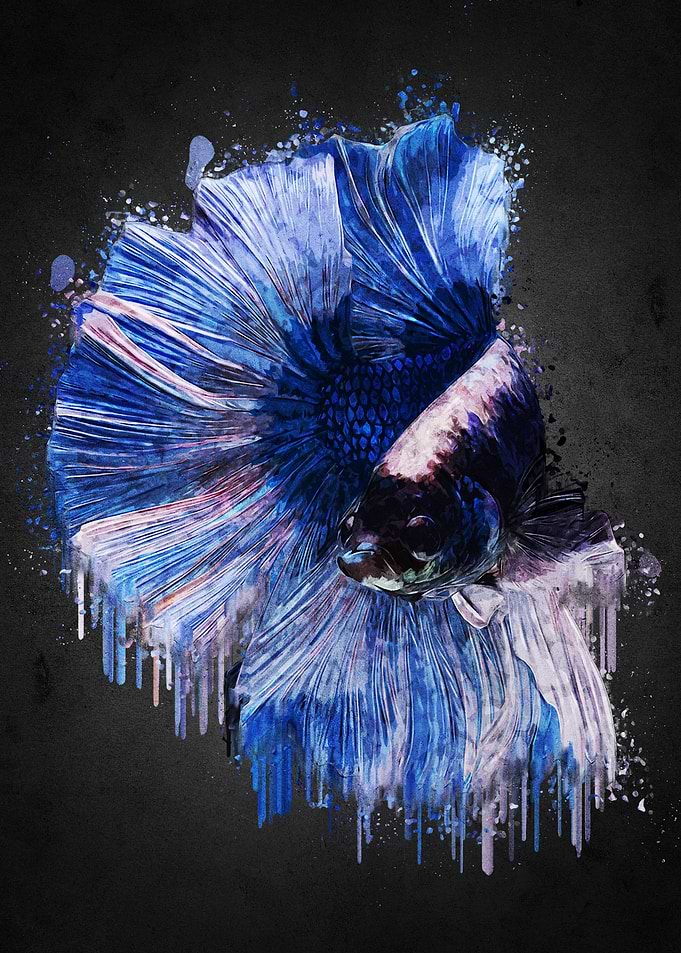 Beautiful Betta Fish