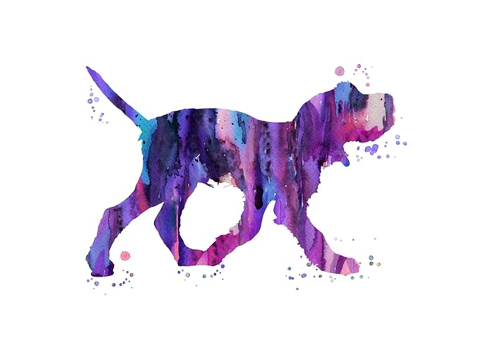Italian Spinone