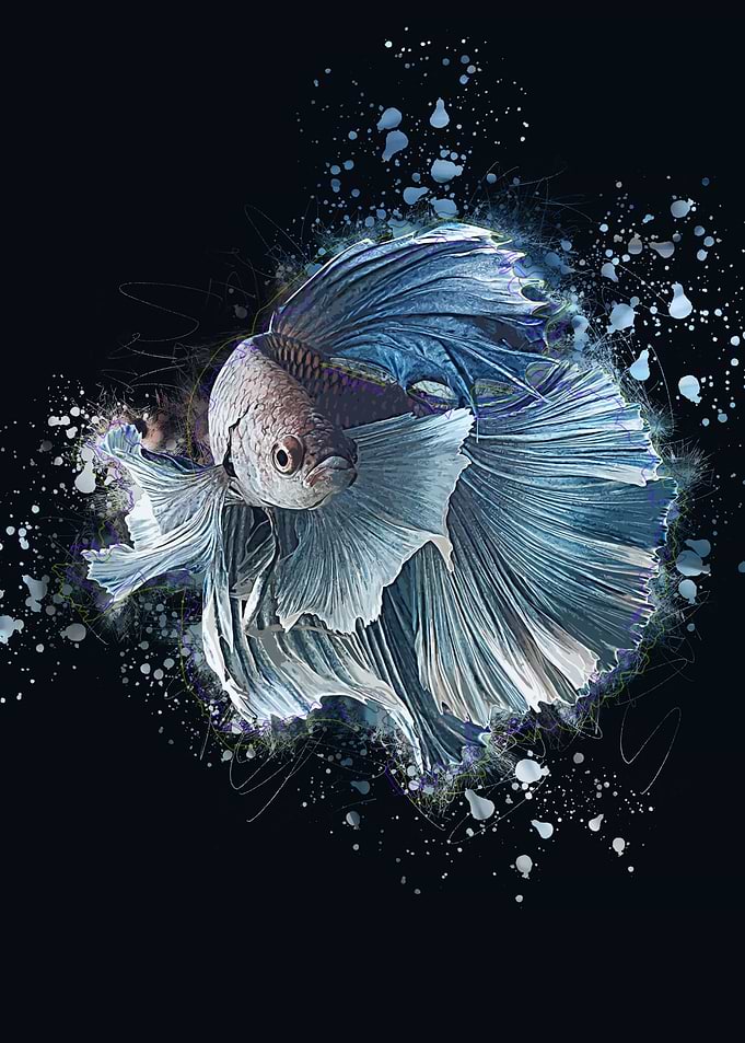 Siamese Betta
