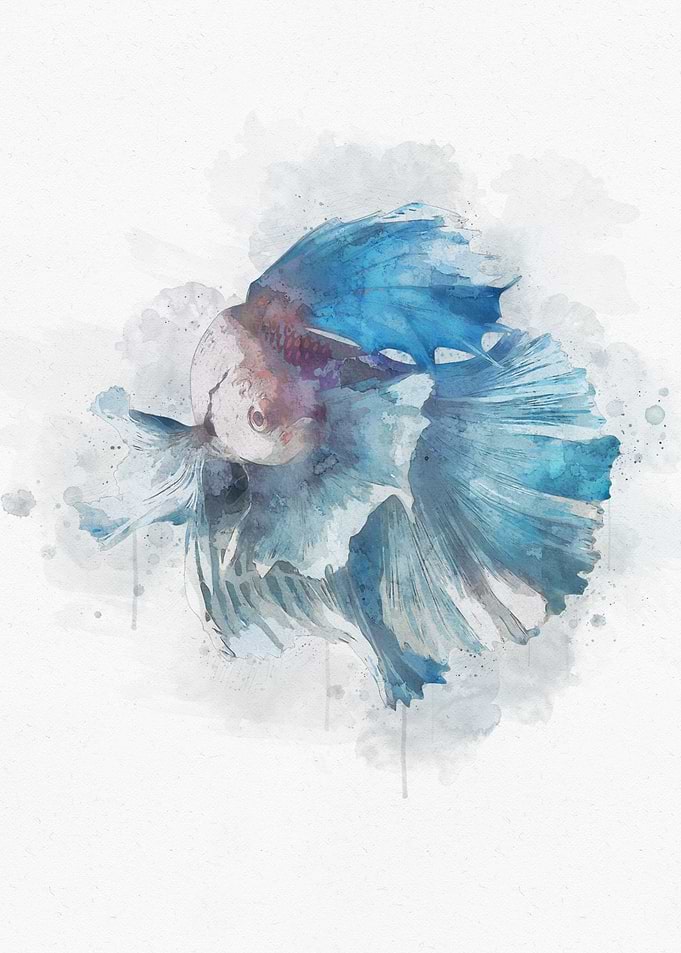 Beautiful Blue Betta Fish