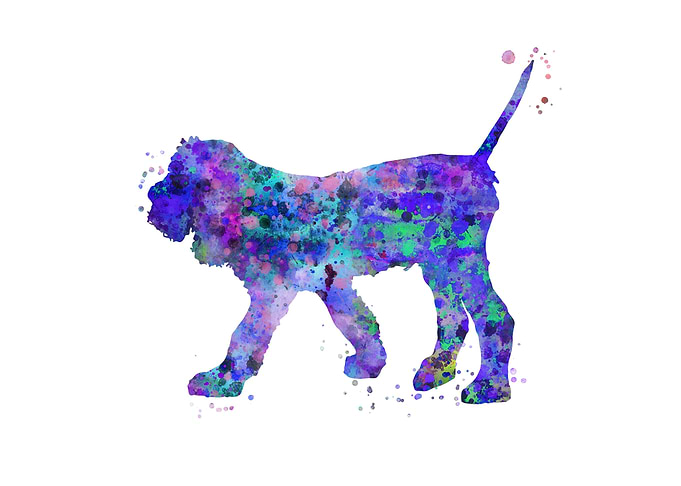Italian Spinone