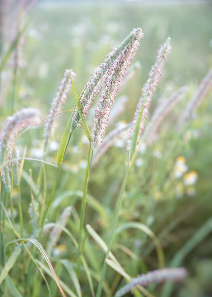 fox tail grass