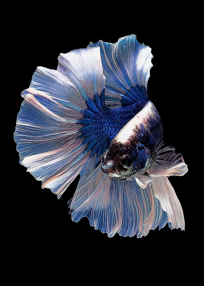 Betta Fish