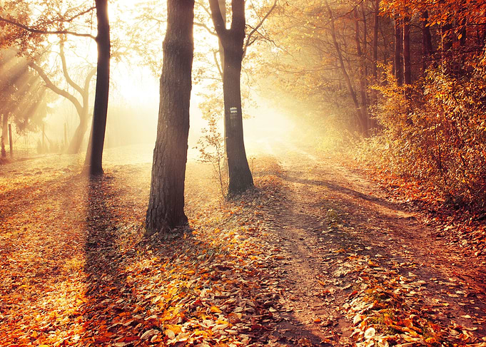 Autumn morning light
