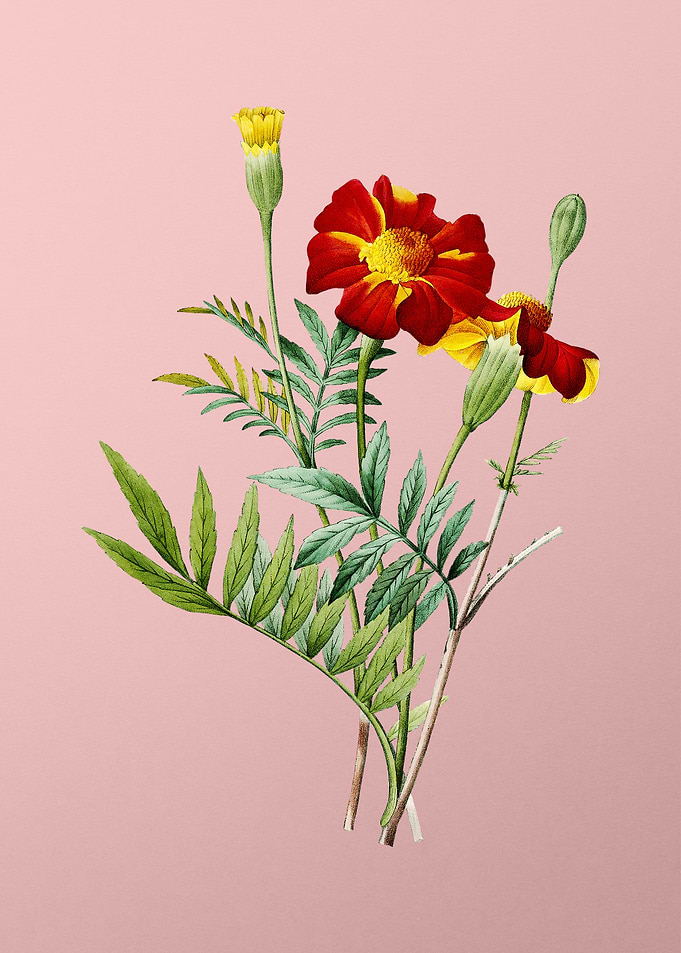 Mexican Marigold on Pink