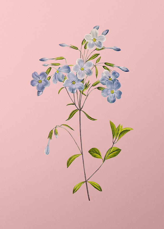 Phlox on Pink