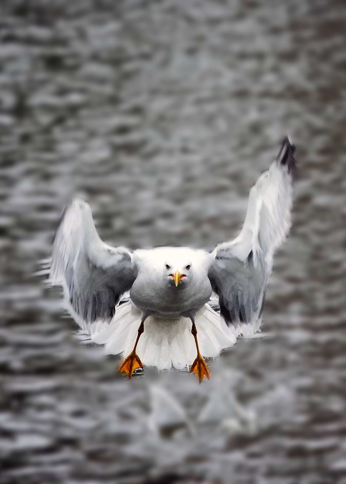 Seagull