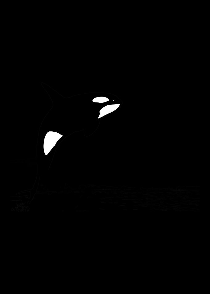 ORCA KILLER WHALE PACIFIC