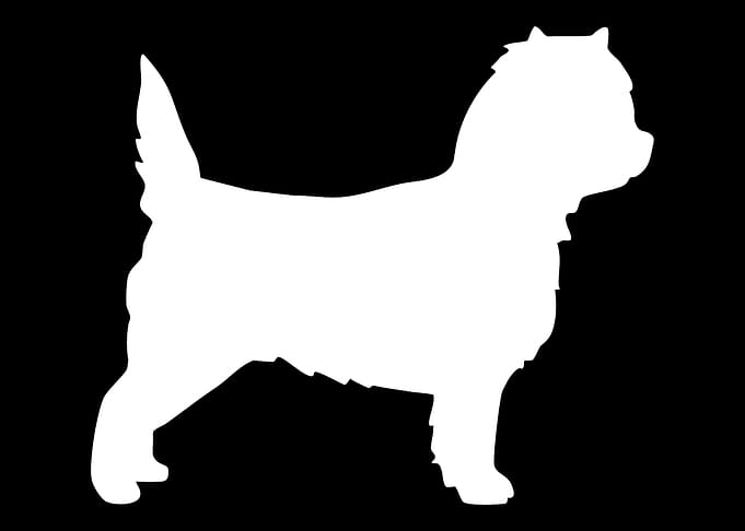 Cairn Terrier