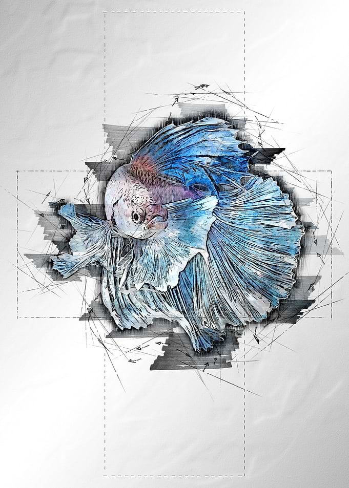 Betta Fighting Fish