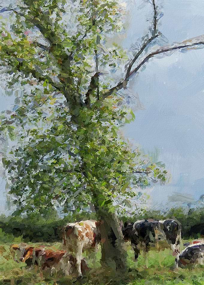 Cows