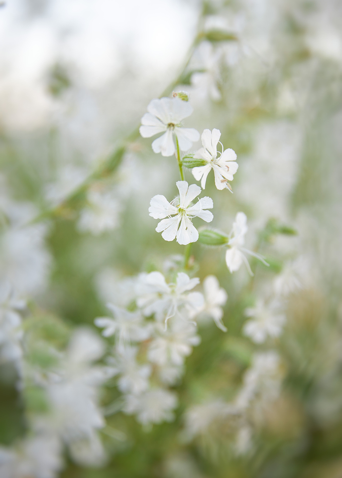 white bokeh 1