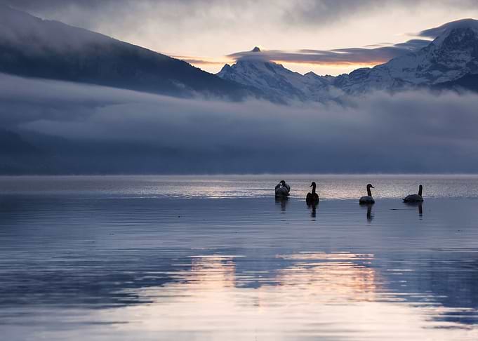 Lake Mountains Geese