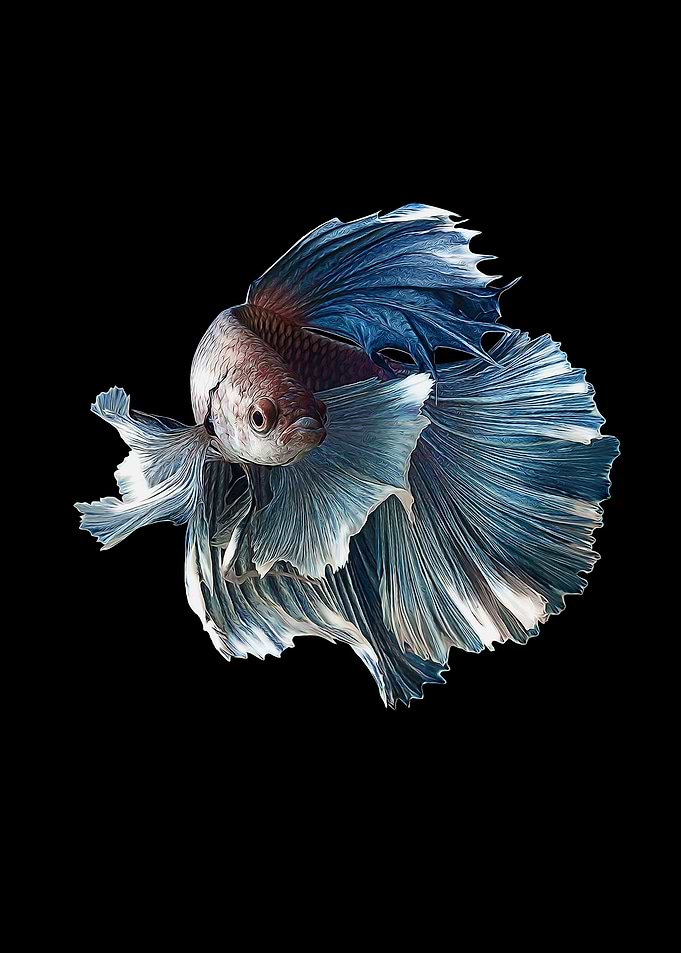 Betta Splendens Fish