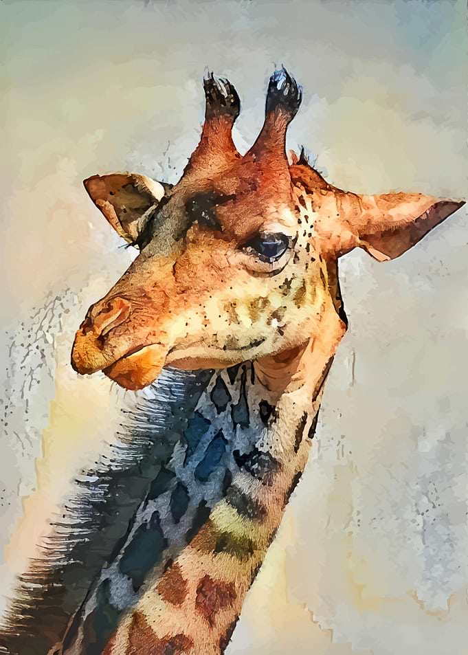 Pretty Giraffe