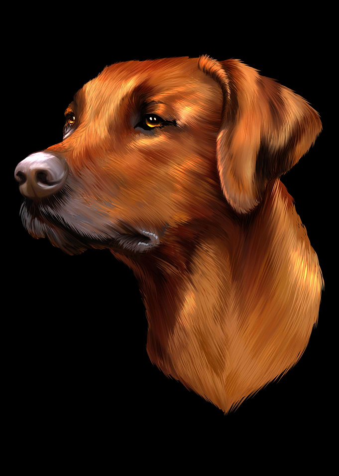 Rhodesian Ridgeback