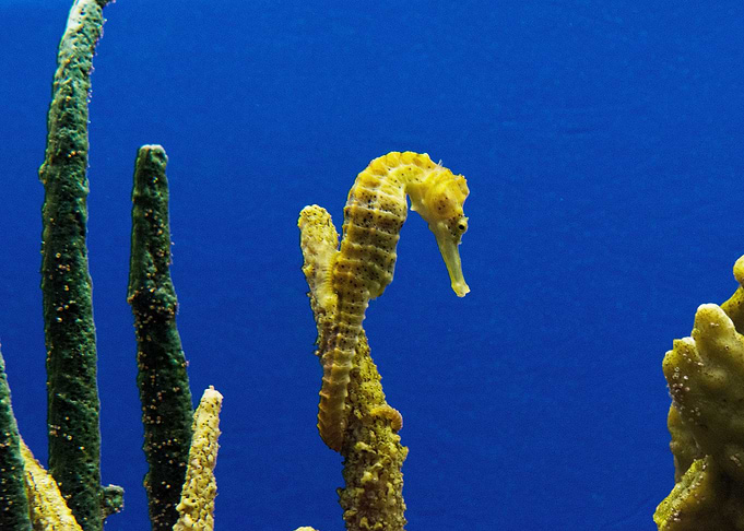 Seahorse