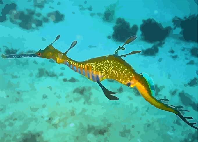 Seahorse illustration