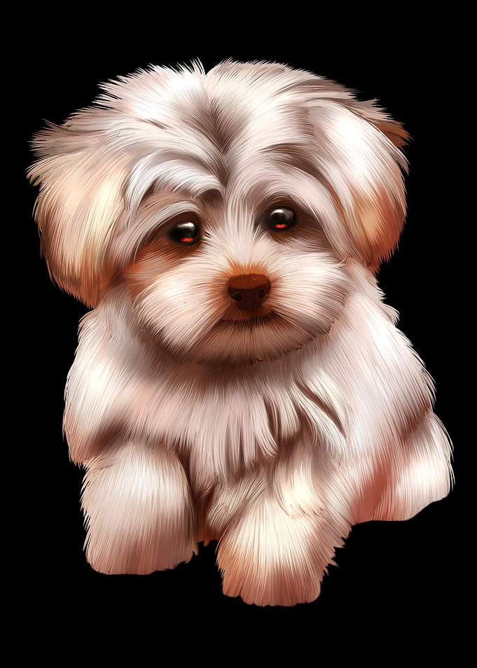 Maltese Dog