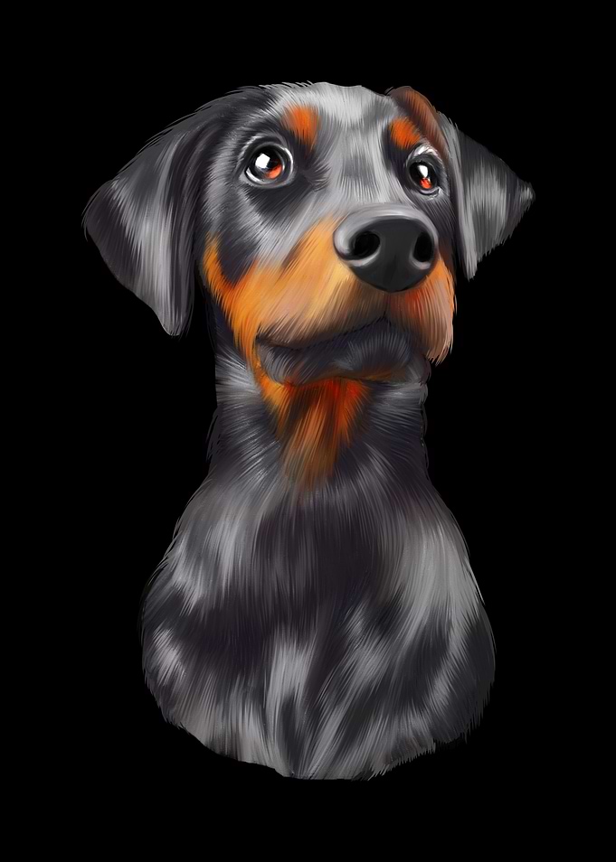 Doberman Dog