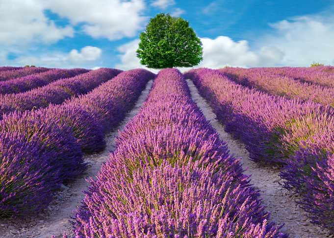 Lavender flower