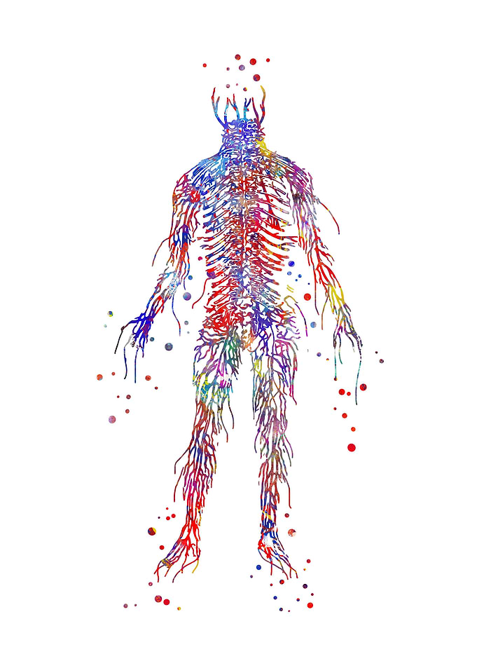 Circulatory system