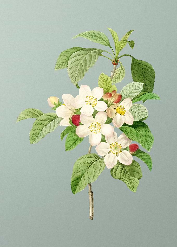 Apple Blossom on Mint