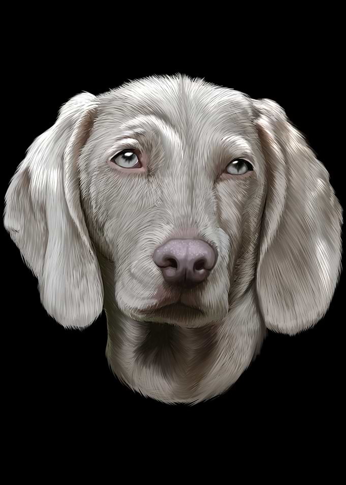 Weimaraner Dog