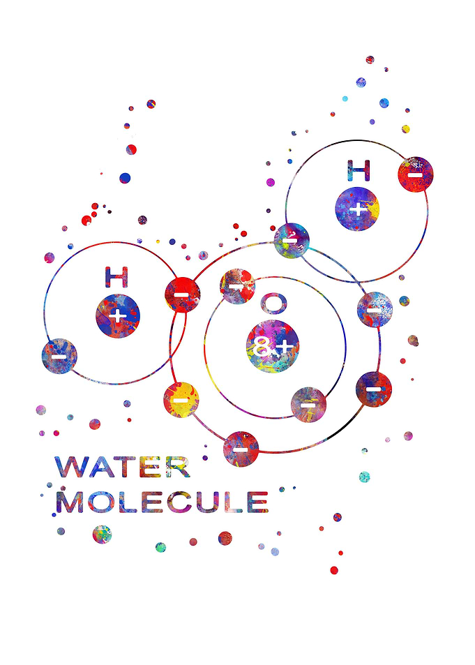 Water Molecule
