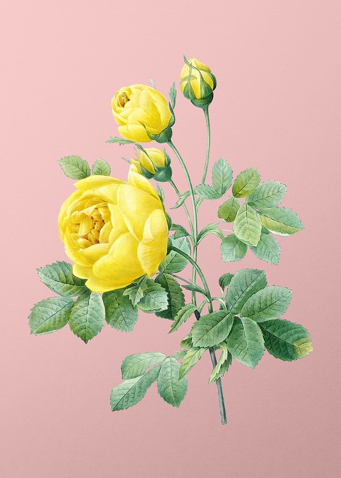 Yellow Rose Flower on Pink