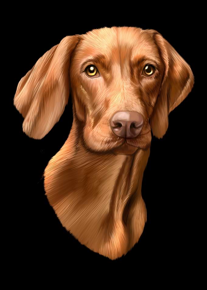 Vizsla Dog