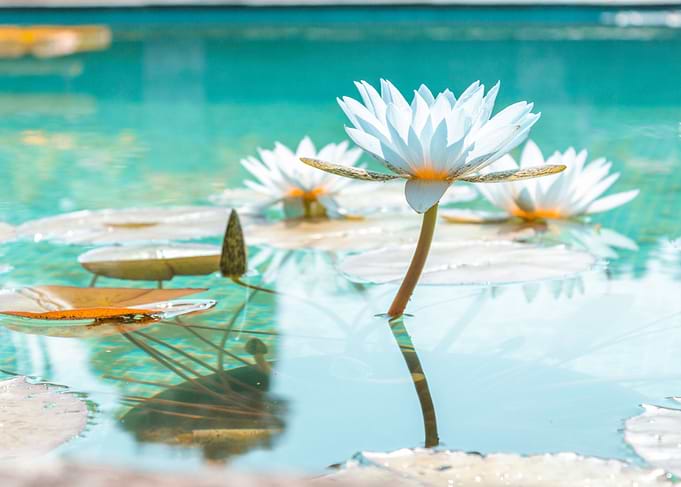 Lily Lotus white Flower