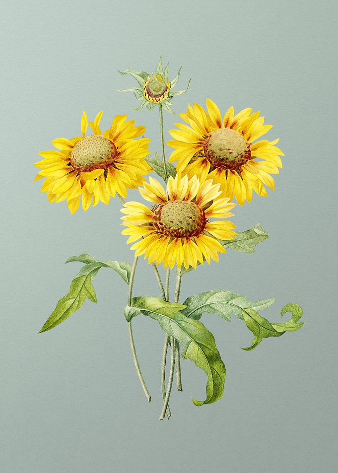 Blanket Flowers