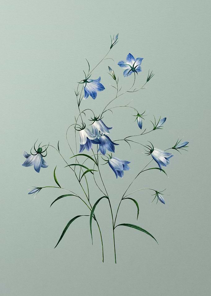 Campanule on Mint Green