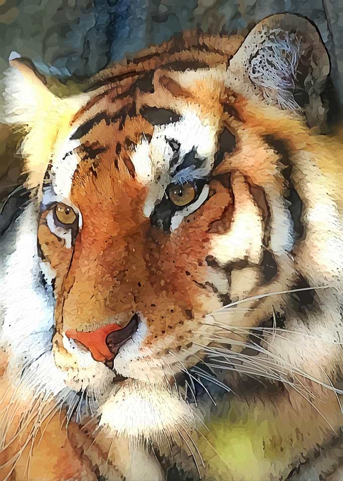 African Tiger