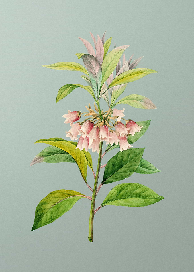 New Year Flower on Mint